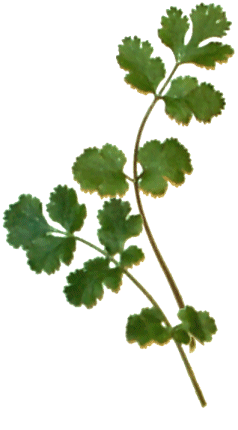 Coriander