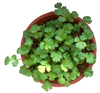 Coriander pot