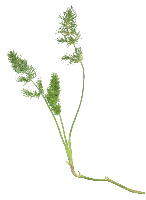 Fennel