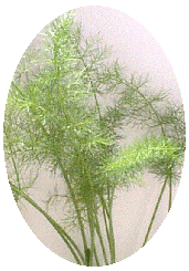 Fennel