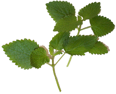 Lemon Balm