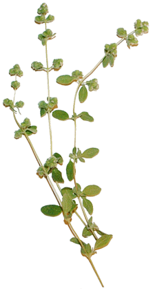 Sweet Marjoram