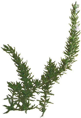 Rosemary