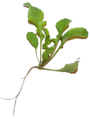 Rucola