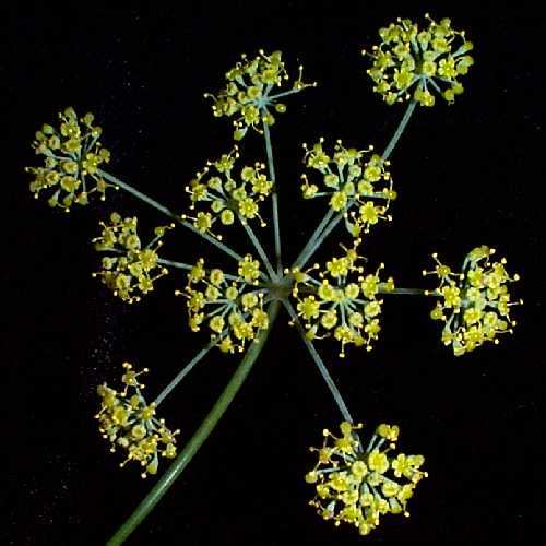 �t�F���l���̉�