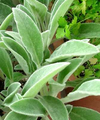 Lamb's Ear