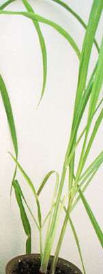 lemongrass