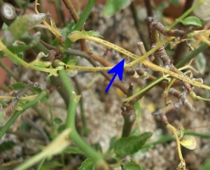 チュウレンジの産卵跡 チュウレンジの産卵跡