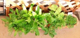 Fleurs d'Ete ������