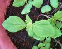 �V�\�̉�