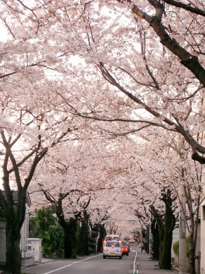 ���������؂ł�