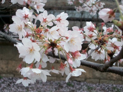 �����ڂ̑O�ɂ��}��