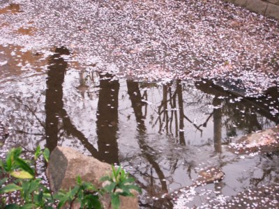 ����ɎU��~���Ԃт�