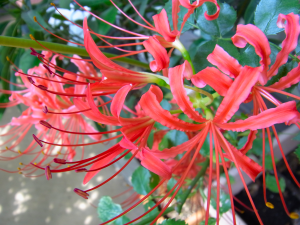 コヒガンバナの花 コヒガンバナの花