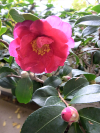 花(12月) 花(12月)