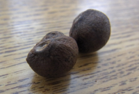 種子 種子