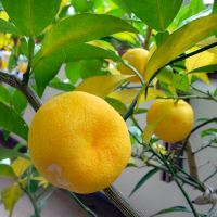 木で完熟したスダチ 木で完熟したスダチ