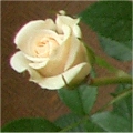 �N���E�f�B�A