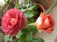 �R�[�q�[ �I�x�[�V����