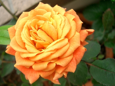 �I�����W�̔Z�����