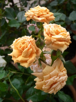 Garland