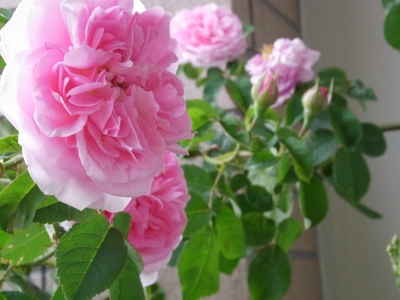�Q�N�ڂɂ͂��Ȃ藧�h�Ȋ���