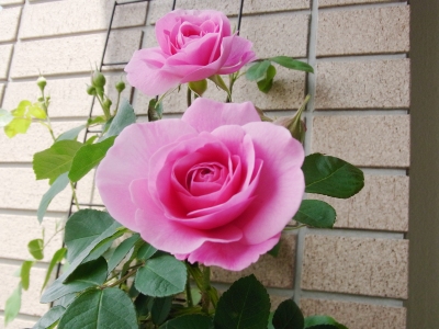 �T����
