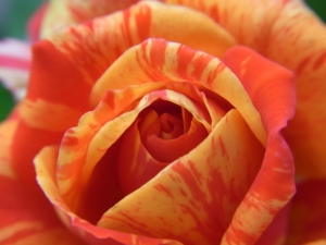 �z�[�J�X �|�[�J�X�E�R���_�i