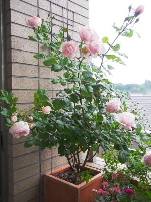 �悭�L�т�V�����u�ł�