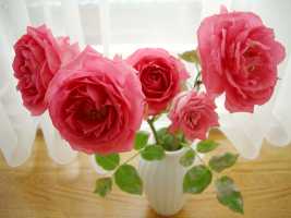 �I�[�o�[�i�C�g �Z���Z�[�V����