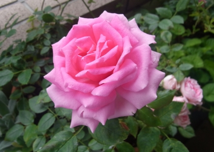 �I�[�o�[�i�C�g �Z���Z�[�V����