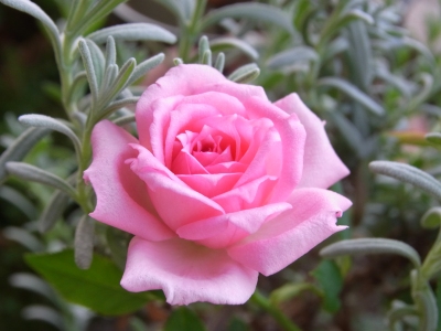 �܂�ŁA�n�C�u���b�h�e�B�[���[�Y�̂悤��