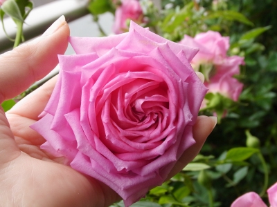 �~�j�`���A���[�Y�Ƃ��Ă͂��Ȃ�傫��