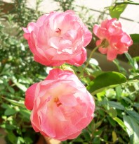 �v�����Z�X�}�U�[
