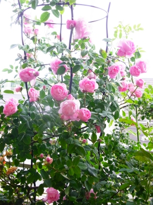 �悭�L�т�V�����u�ł�