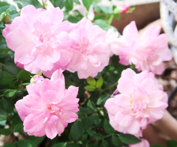 �I�[���h�E�u���b�V���̏��^�łł�
