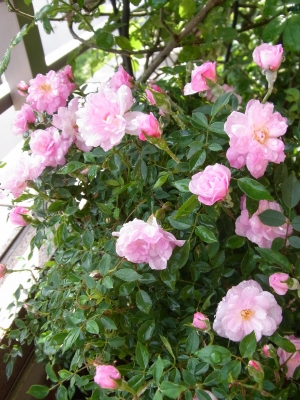 �Ȃ��ɕ�܂ꂽ���j
