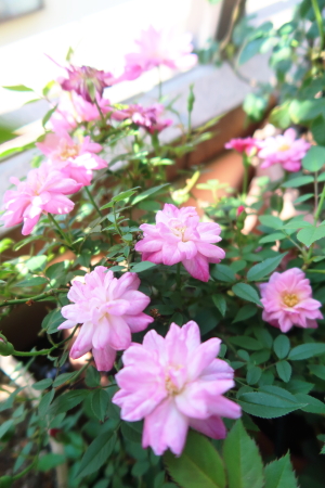 Rosa chinensis minima ���T�E�L�l���V�X�E�~�j�}