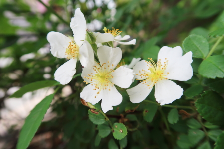 Rosa multiflora �m�C�o��