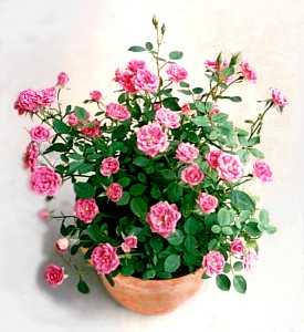 Rosy Minimo Rosy Minimo