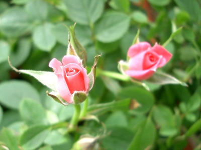 ���炵���ڂ�
