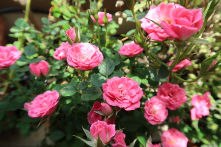 26�N��