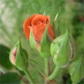 �e�f�B �x�A�[