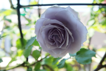 �c�O�Ȃ���Turn Blue �^�[���u���[
