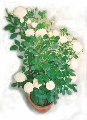 White Gem White Gem