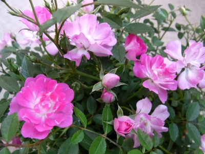�tࣖ�